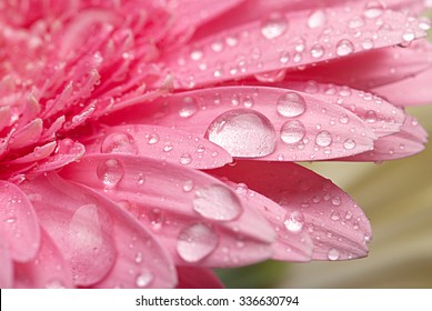 Rosa Blütenblatt mit Tau