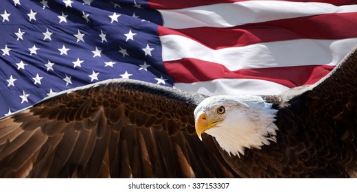 Águila calva tomando vuelo frente a una bandera estadounidense