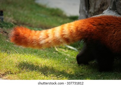 Cola rayada esponjosa de panda rojo