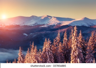 Pemandangan megah bersinar oleh sinar matahari di pagi hari. Adegan musim dingin yang dramatis dan indah. Lokasi Carpathian, Ukraina, Eropa. Resor ski. Dunia kecantikan. Efek toning Instagram. Selamat Tahun Baru!