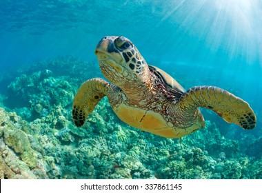Meeresschildkröte hautnah über Korallenriff in Hawaii