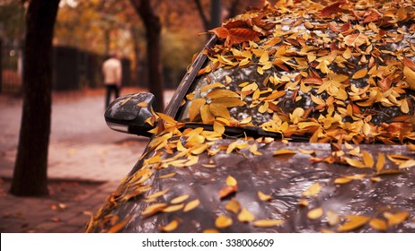 autumn, yellow leaves fall under the car