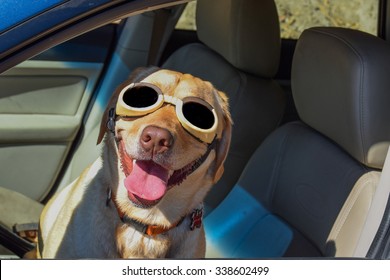 Un piloto de perro feliz (retriever de Labrador (laboratorio) amarillo) en el asiento del conductor del automóvil (Subaru) con gafas de sol (doggles) (gafas) (tonos) y una gran sonrisa con la lengua meneando.