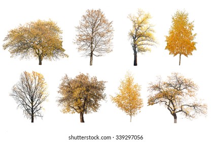 herfst bomen geïsoleerd op witte achtergrond