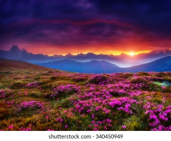 Magische rosa Rhododendronblüten, die im Sonnenlicht leuchten. Dunkler, bewölkter Himmel am Morgen. Dramatische und malerische Szene, Standort Georgien. Europa. Schönheitswelt. Kreative Collage. Weicher Filtereffekt.
