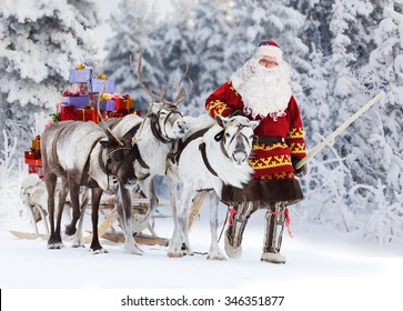 Santa Claus are near his reindeers in harness in the winter forest.