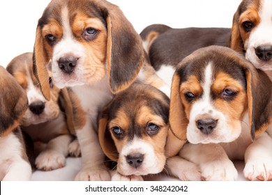 Beagle puppy liggend op de witte achtergrond onder andere slapende puppies