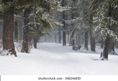 Árboles cubiertos de nieve en el bosque de invierno con carretera