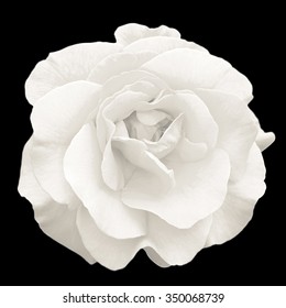 Tedere wit roze bloem macro geïsoleerd op zwart