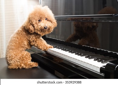 Pianist of puppies HD wallpaper download