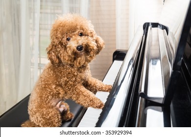 Pianist of puppies HD wallpaper download