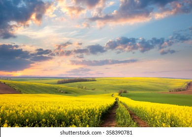 Campos de flores amarillas, camino de tierra y hermoso valle, paisaje natural de primavera