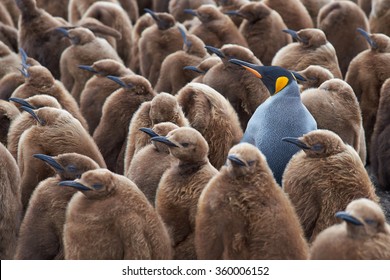 Volwassen koningspinguïn (Aptenodytes patagonicus) staat tussen een grote groep bijna volgroeide kuikens op Volunteer Point op de Falklandeilanden.