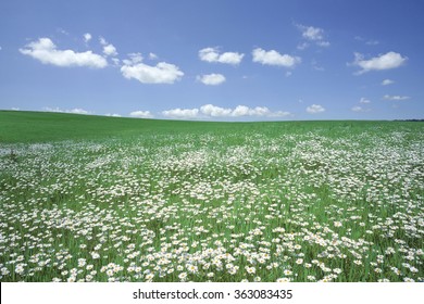Wit bloemenveld