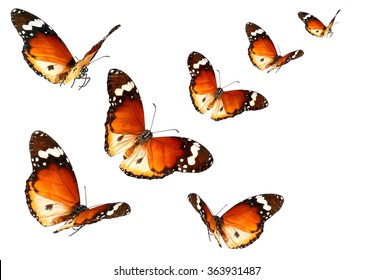 Vlinders migreren vlucht. Vlinders van Danaus chrysippus (gewone tijger of Afrikaanse monarch) geïsoleerd op een witte achtergrond