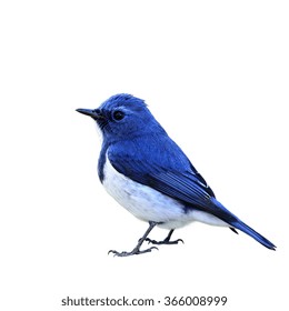Schön von blauem Vogel Ultramarin Fliegenfänger lokalisiert auf weißem Hintergrund, Ficedula superciliaris