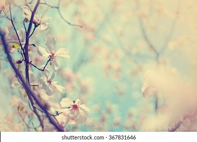 Blütenbaum über Naturhintergrund / Frühlingsblumen / Frühlingshintergrund