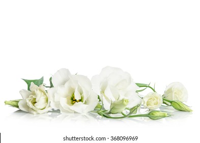 Schöne weiße Eustoma-Blumen lokalisiert auf weißem Hintergrund