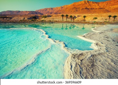 死海の塩辛い海岸。野生の自然。熱帯の風景。夏時間。