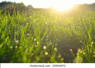 Rumput dengan tetesan air di bawah sinar matahari (makro dengan buram)