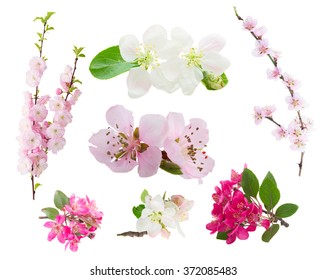 Frühlingsblumen eingestellt - frische Blumenbaumzweige mit blühenden Frühlingsblumen lokalisiert auf weißem Hintergrund