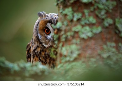 Hidden portrait of Long-eared Owl with big orange eyes behind larch tree trunk, wild animal in the nature habitat, Sweden.
