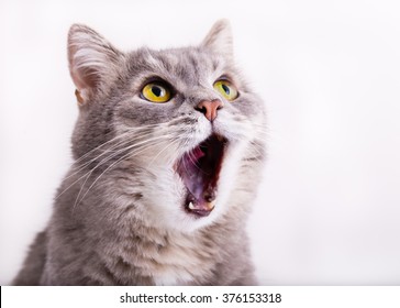 灰色の猫は大きく口を開けて鳴き声を上げて見上げます。水平ショット、白い背景、クローズ アップ