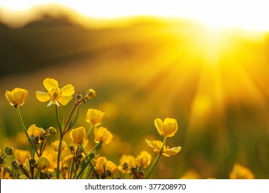 campo de flores de primavera y luz del sol