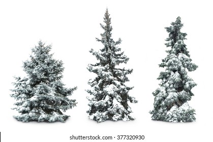 Abetos con nieve, aislado en blanco