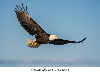 american bald eagle soaring against clear blue alaskan sky