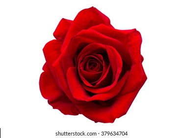 白い背景で隔離赤いバラ