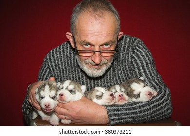 Viejo con barba y gafas. El criador tiene un cachorro. Cinco cachorros de pura raza Siberian Husky.