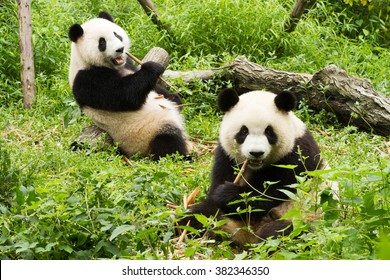 Zwei Pandas essen zu Mittag, Giant Panda Breeding Research Base (Xiongmao Jidi), Chengdu, China
