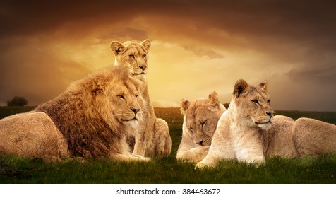 Lion family 1080P 2K 4K 5K HD wallpapers free download  Wallpaper Flare
