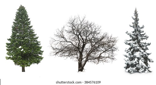 Conjunto de árboles de invierno sin hojas, aislado en blanco