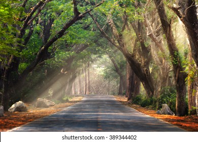 Abstracte achtergrond van route en reis te midden van de grote boom en de prachtige natuur