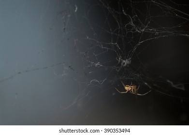 网上的神奇蜘蛛