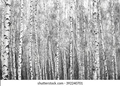 sort og hvid birkeskov, sort-hvid foto med sorte og hvide birketræer med sort og hvid birkebark