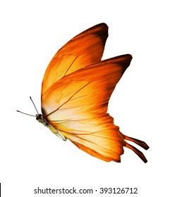 Morpho oranje vlinder, geïsoleerd op wit