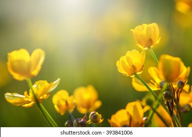 Bereich der Frühlingsblumen und Sonnenlicht