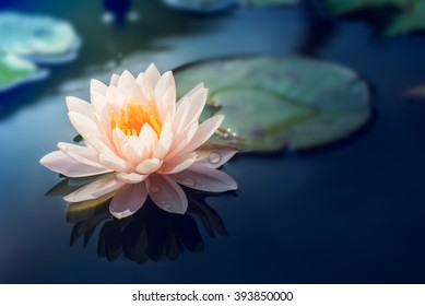  Lotus flower  in pond