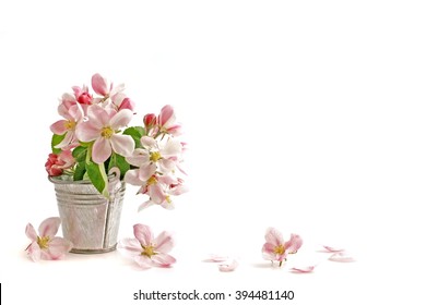 Spring flowers. Apple branch on white background. Card with  copy space. Nature border.