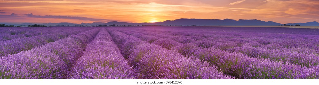 Salida del sol sobre los florecientes campos de lavanda en la meseta de Valensole en la Provenza, en el sur de Francia.
