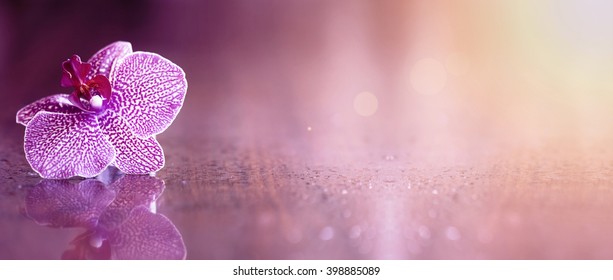 Banner frumos de flori de orhidee roz cu spațiu de copiere