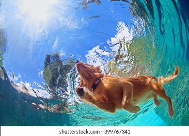 Foto submarina del cachorro golden labrador retriever en la piscina al aire libre juega con diversión - saltando y buceando en lo profundo. Actividades y juegos con mascotas familiares y perros populares en vacaciones de verano.