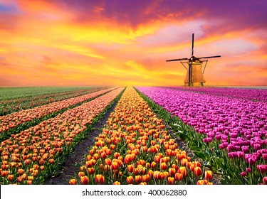 Un paisaje mágico con amanecer sobre un campo de tulipanes en los Países Bajos (relajación, meditación, manejo del estrés - concepto)