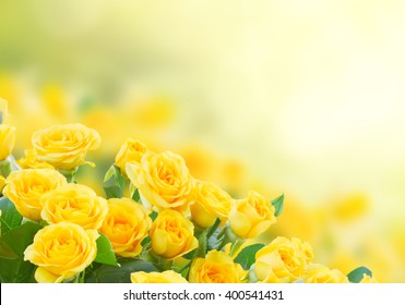 yellow rose flowers background