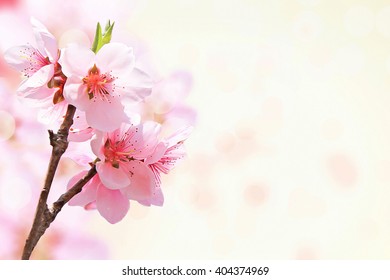 Hermosa flor de Sakura sobre fondo blanco. DOF superficial por amplia apertura.
