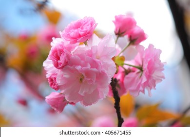 Yae Sakura ima najviše latica u obitelji Sakura. Boja je ružičasta i proljetna u travnju.