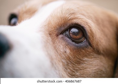 close-up portret van driekleurige beagle hond, focus op het oog